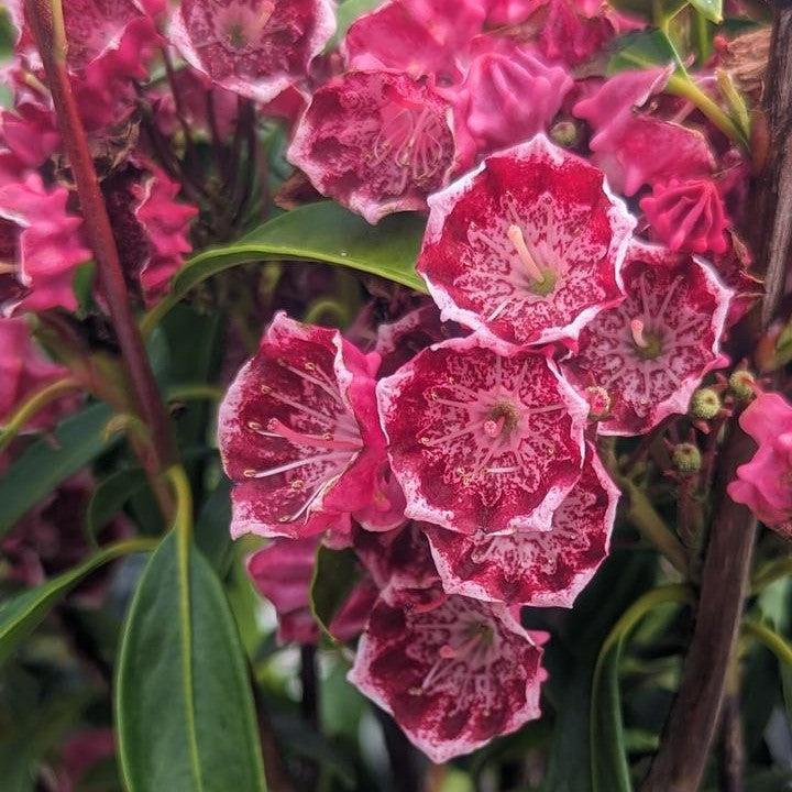 Kaleidoscope Mountain Laurel - Shipped