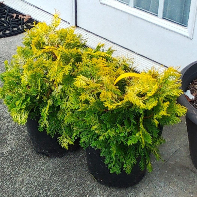 Golden Hinoki False Cypress - Shipped