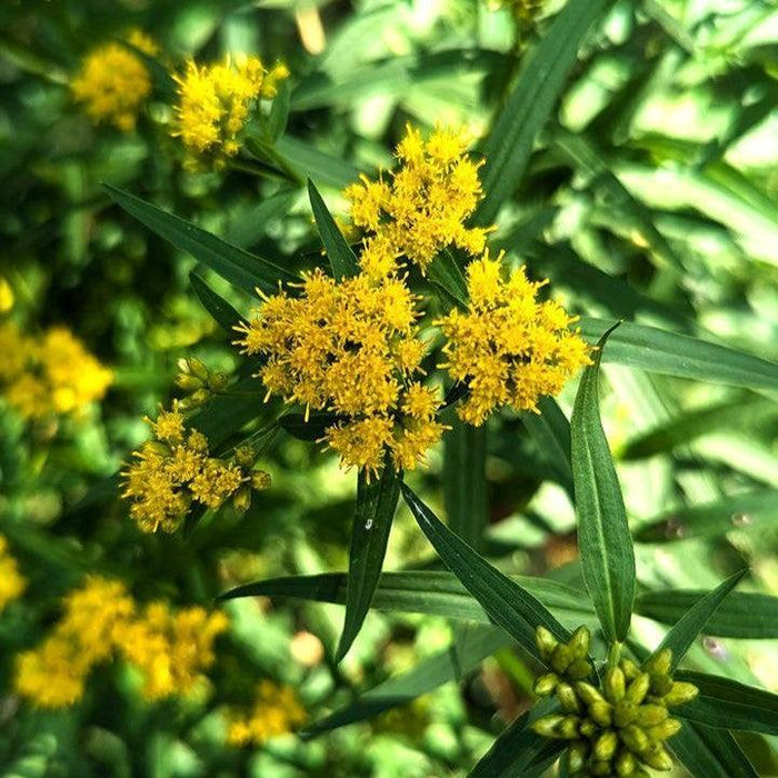 Solidago graminifolia  - Grass-leaved Goldenrod - Shipped