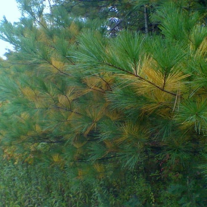 Pinus strobus  - White Pine - Shipped