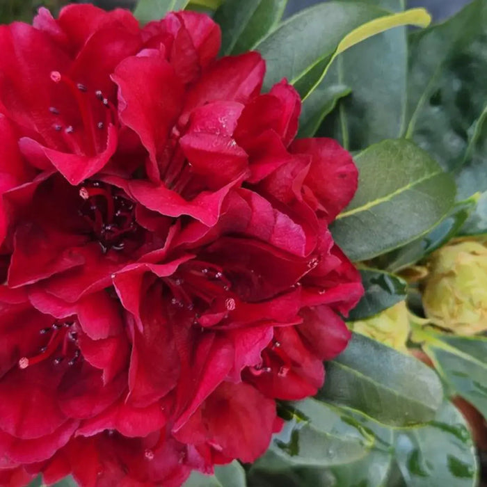 Rhododendron 'Blood Moon'  - Blood Moon Rhododendron - Shipped