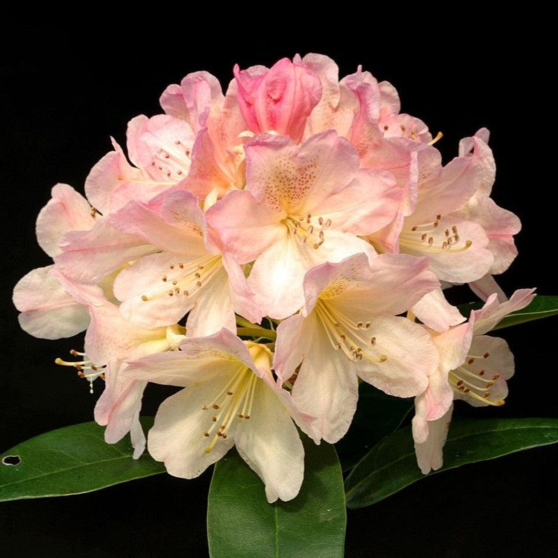 Percy Wiseman Rhododendron - Shipped