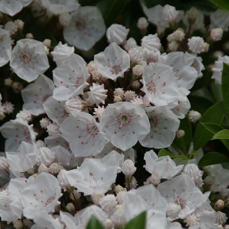 Elf Mountain Laurel - Shipped