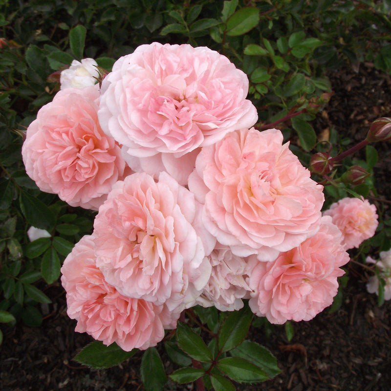 Apricot Drift® Rose - Shipped