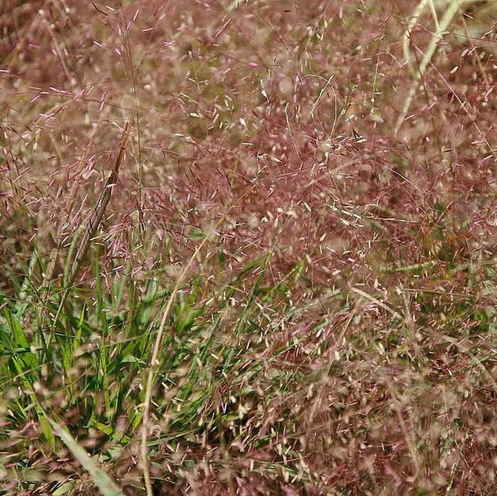 Eragrostis spectabilis  - Purple Lovegrass - Shipped