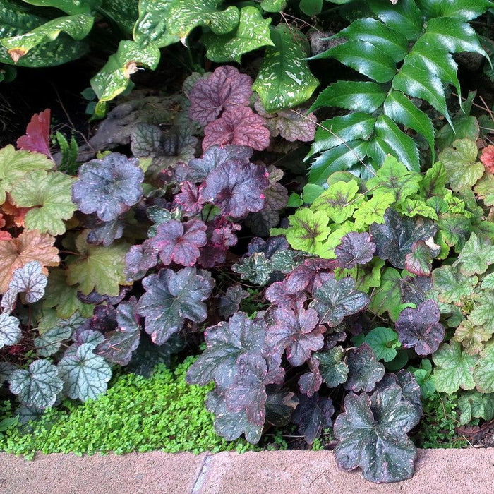 Heuchera x 'Midnight Rose'  - Midnight Rose Coral Bells - Shipped