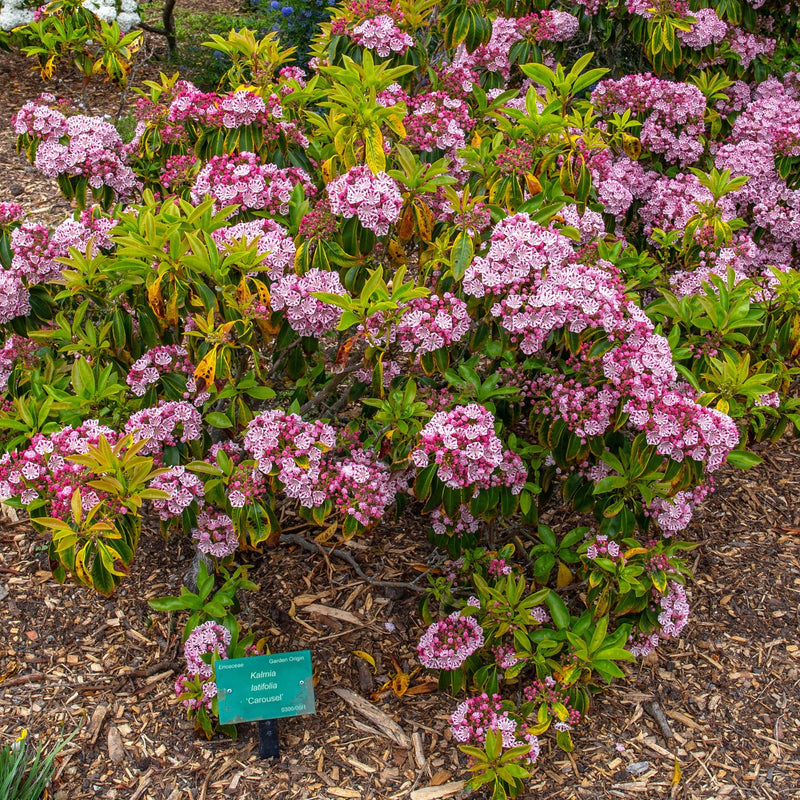 Carousel Mountain Laurel - Shipped