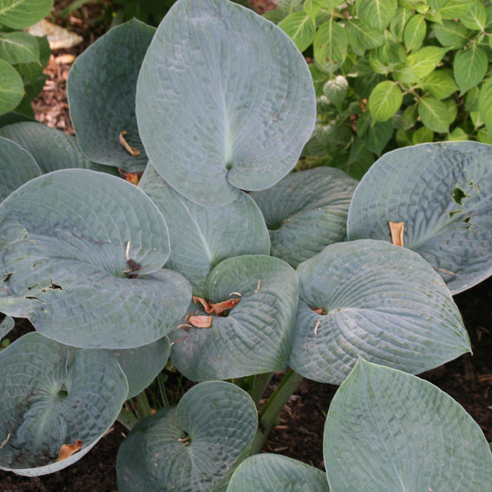 Hosta x 'Big Daddy'  - Big Daddy Hosta - Shipped
