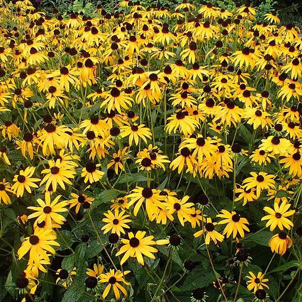 Black-Eyed Susan - Shipped