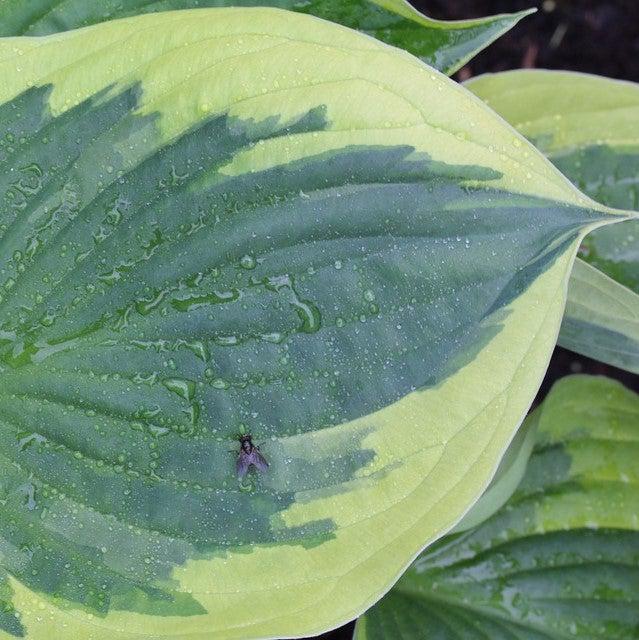 Hosta 'Earth Angel'  - Earth Angel Hosta - Shipped