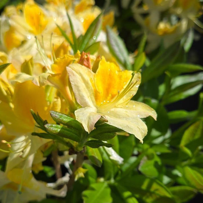 Rhododendron 'Northern Hi-Lights'  - Northern Hi-Lights Azalea - Shipped