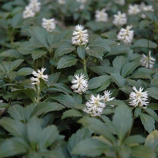 Pachysandra terminalis  - Japanese Spurge - Shipped