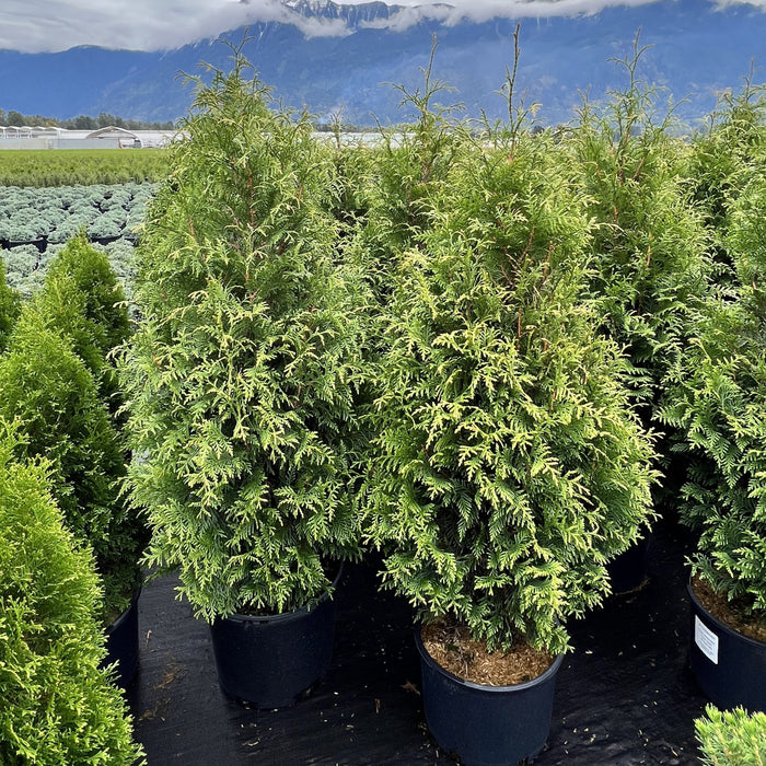 Thuja occidentalis 'Junior Giant'  - Junior Giant Arborvitae - Shipped
