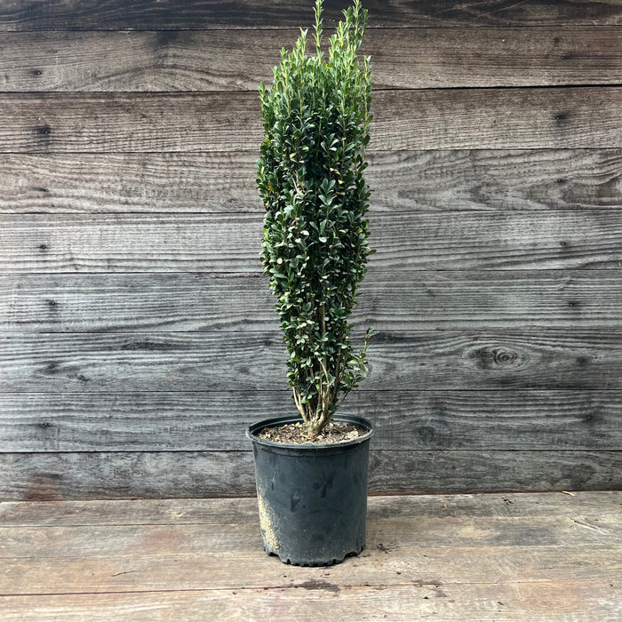 Ilex crenata 'Sky Pencil'  - Sky Pencil Japanese Holly - Shipped