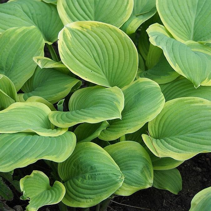 Hosta 'Fragrant Bouquet'  - Fragrant Bouquet Hosta - Shipped