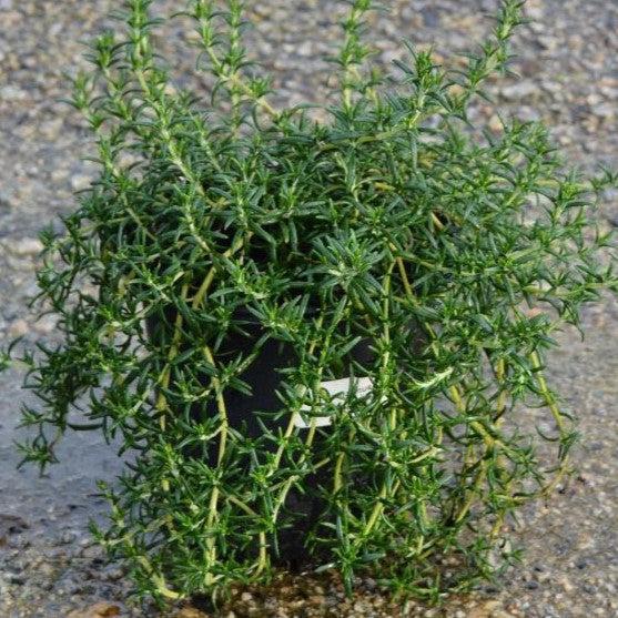Rosmarinus officinalis 'Prostratus'  - Creeping Rosemary - Shipped