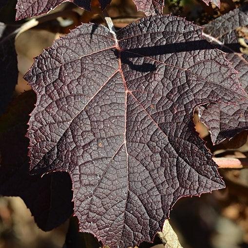 Hydrangea quercifolia 'Pee Wee'  - Pee Wee Oakleaf Hydrangea - Shipped