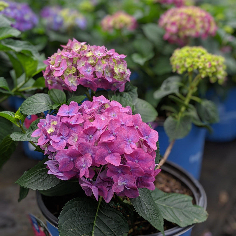 Endless Summer® Summer Crush® Hydrangea - Shipped