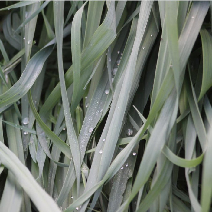 Carex laxiculmis 'Hobb'   - Blue Bunny Sedge - Shipped