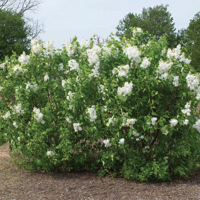 Syringa vulgaris 'G13103'  - New Age™ White Lilac - Shipped