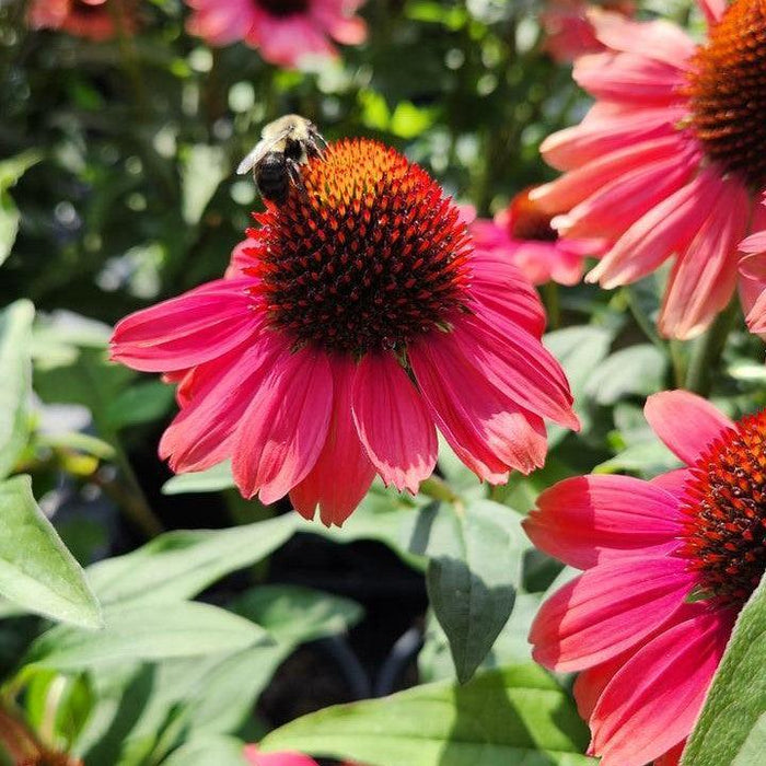 Echinacea purpurea 'Tanager'  - Eye-catcher™ Tanager Echinacea - Shipped