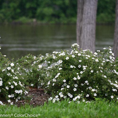 Happy Face® White Potentilla - Shipped