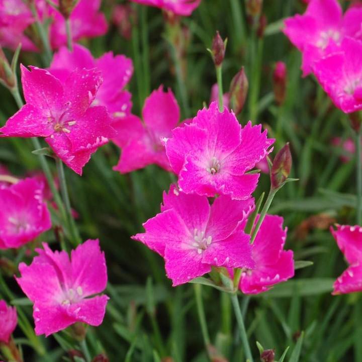 Sunflor® Kahori® Dianthus - Shipped