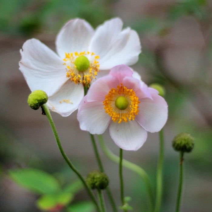 Anemone hupensis 'September Charm'  - September Charm Anemone - Shipped