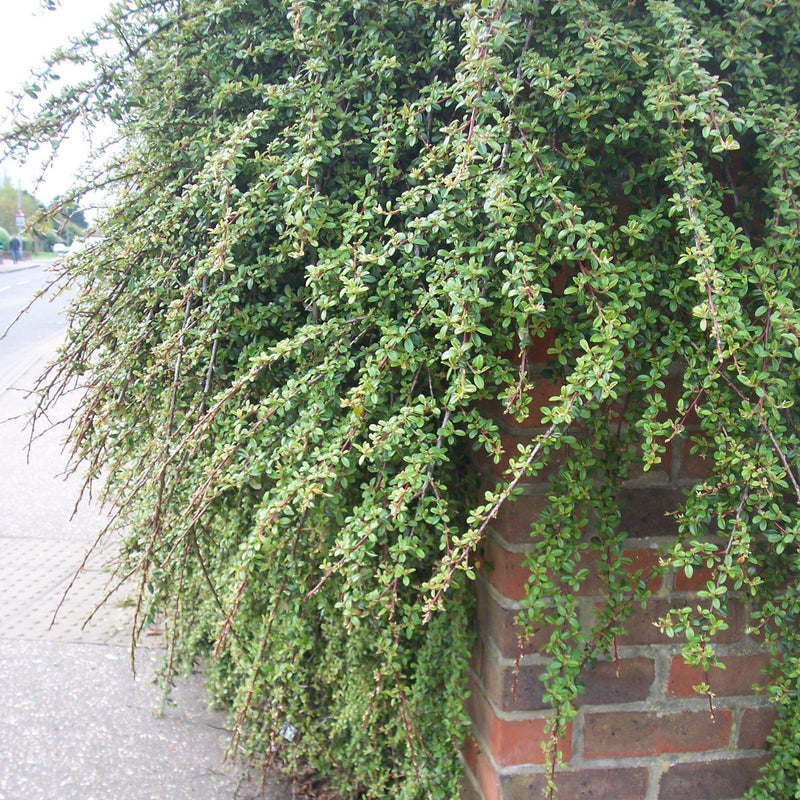 Coral Beauty Cotoneaster - Shipped
