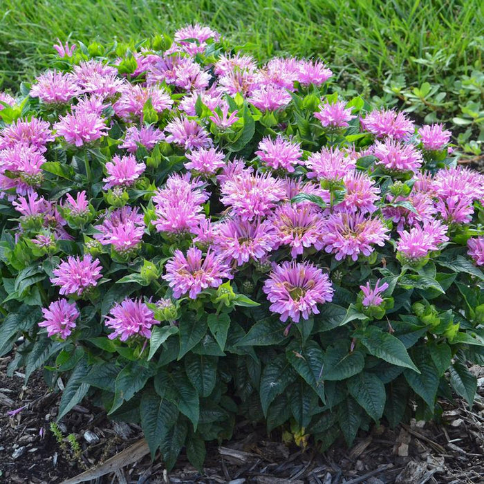Monarda didyma 'Pardon My Lavender'  - Pardon My Lavender - Shipped
