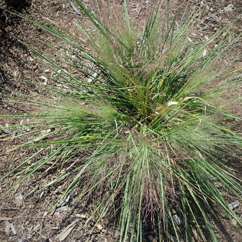Standing Ovation Little Bluestem - Shipped