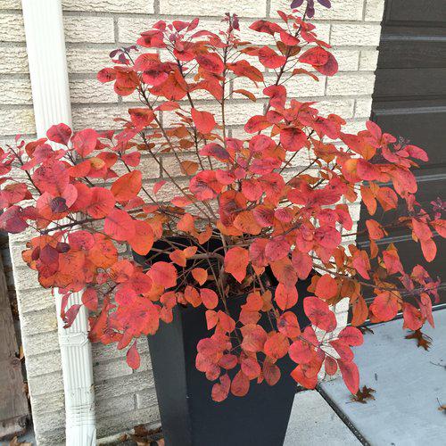 Winecraft Black® Smokebush - Shipped