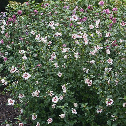 Lil' Kim® Hibiscus - Shipped