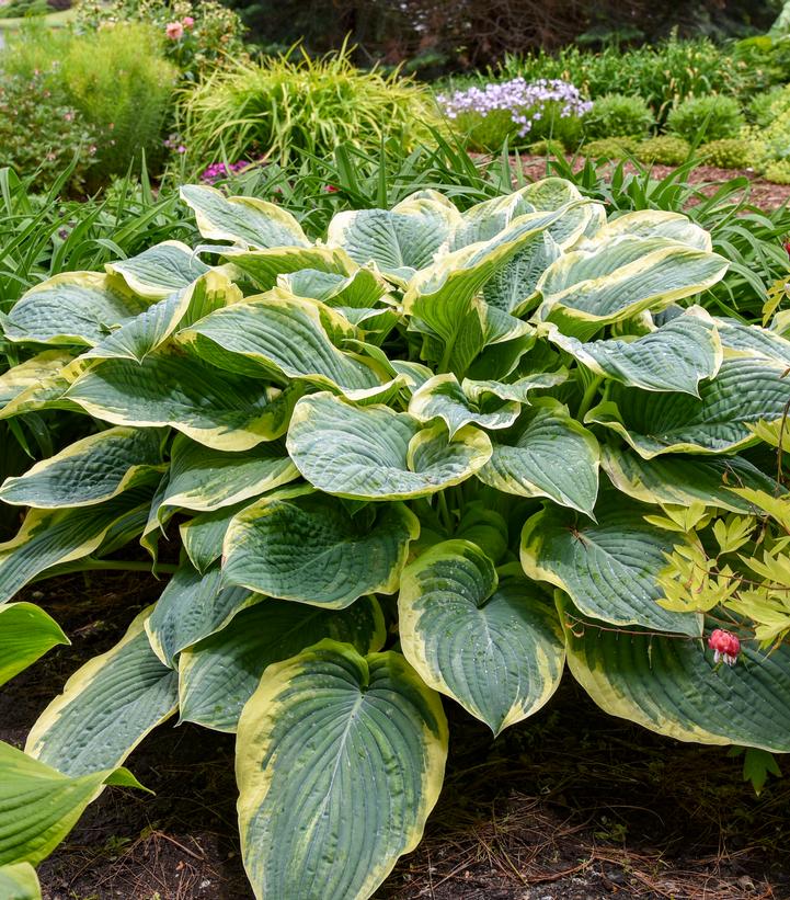 HOSTA SHADOWLAND `GIGANTOSAURUS` - In Store Pickup