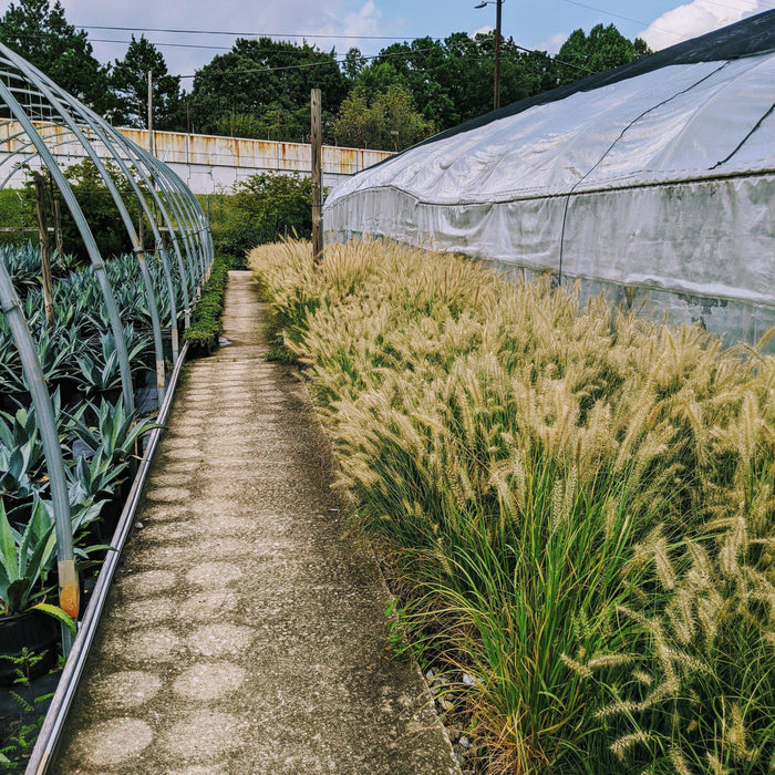 Pennisetum alopecuroides 'Hameln  - Hameln Fountain Grass - Shipped