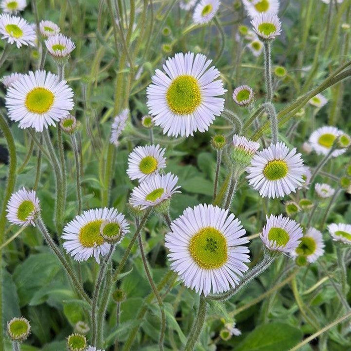Erigeron pulchellus var. pulchellus 'Lynnhaven Carpet'  - Lynnhaven Carpet Robin's Plantain - Shipped
