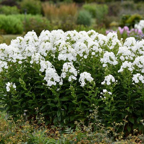 Luminary® Backlight Phlox - Shipped