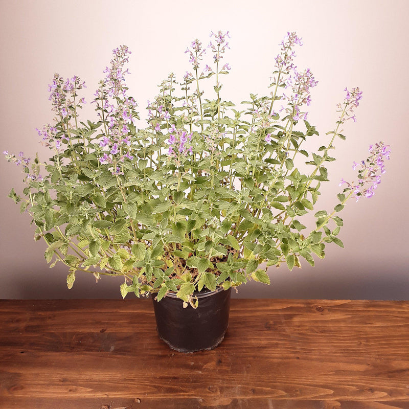 Walker's Low Catmint - Shipped
