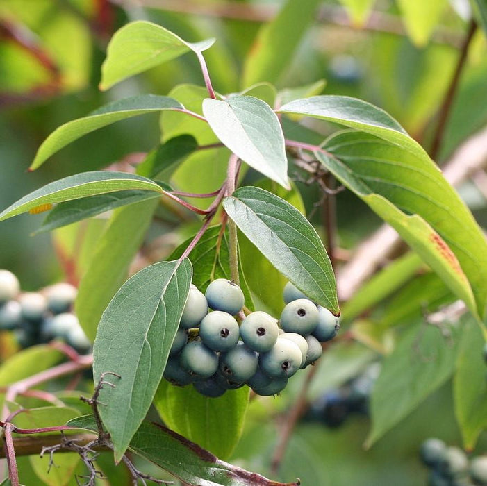 Cornus amomum  - Silky Dogwood - Shipped