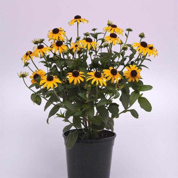 Rudbeckia fulgida var. sullivantii 'Gold Blitz'  - Gold Blitz Black-Eyed Susan - Shipped