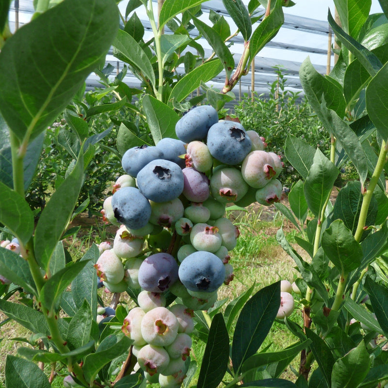 Chandler Blueberry - Shipped