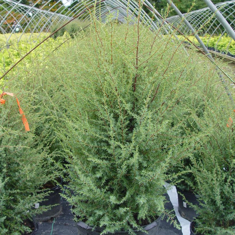 JUNIPER (JUNIPERUS COMMUNIS) `GNOM` -  In Store Pickup
