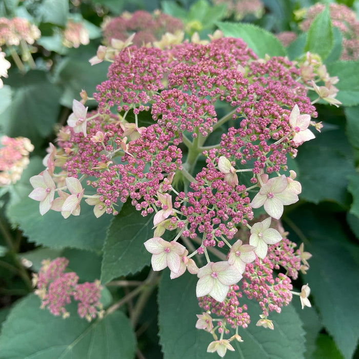 Hydrangea arborescens 'SMHALP'  - Pinky Pollen Ring™ Hydrangea - Shipped