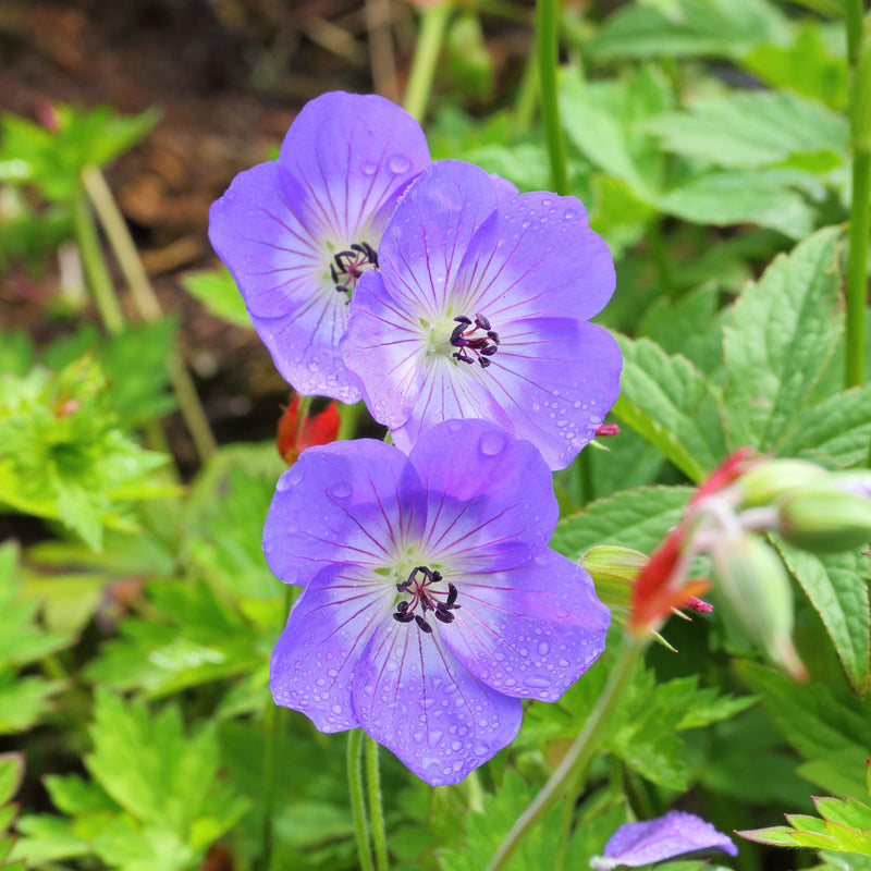 Rozanne Cranesbill - Shipped