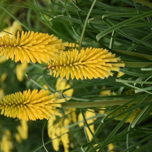 Kniphofia 'Solar Flare'  - PW® Pyromania® Solar Flare Red Hot Poker - Shipped