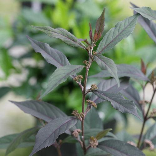 Pearl Glam® Beautyberry - Shipped