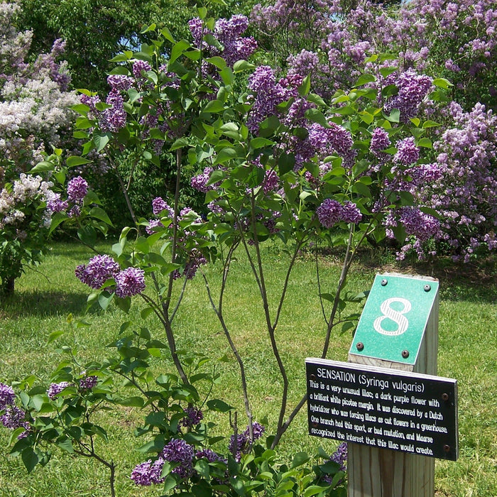 Syringa vulgaris 'Sensation'  - Sensation Lilac - Shipped