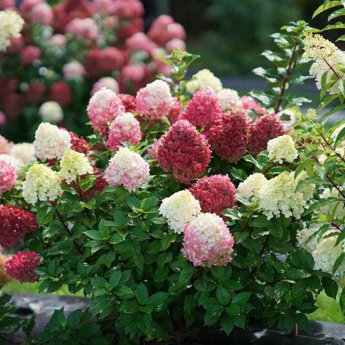 Proven Winners® Little Lime Punch® Hydrangea - Shipped