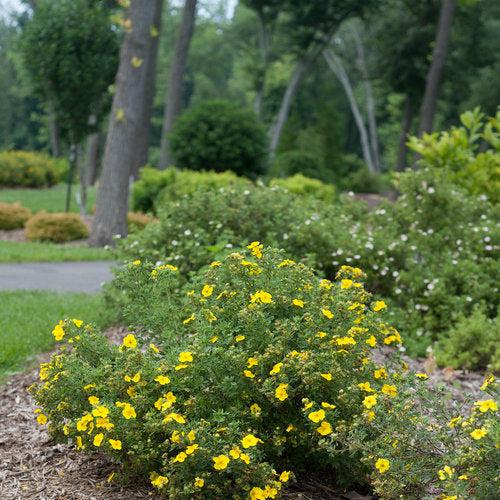 Potentilla fruticosa 'Lundy'  - PW® Happy Face® Yellow Potentilla - Shipped
