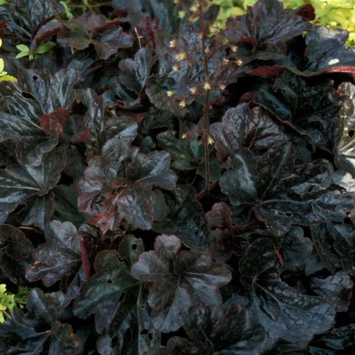 Heuchera 'Obsidian'  - Obsidian Coral Bells - Shipped